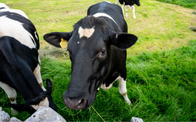 A cow in a field