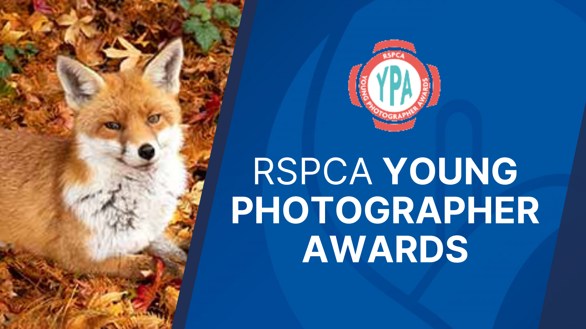 Featured image for “RSPCA Young Photographer Awards – closes August 2021”